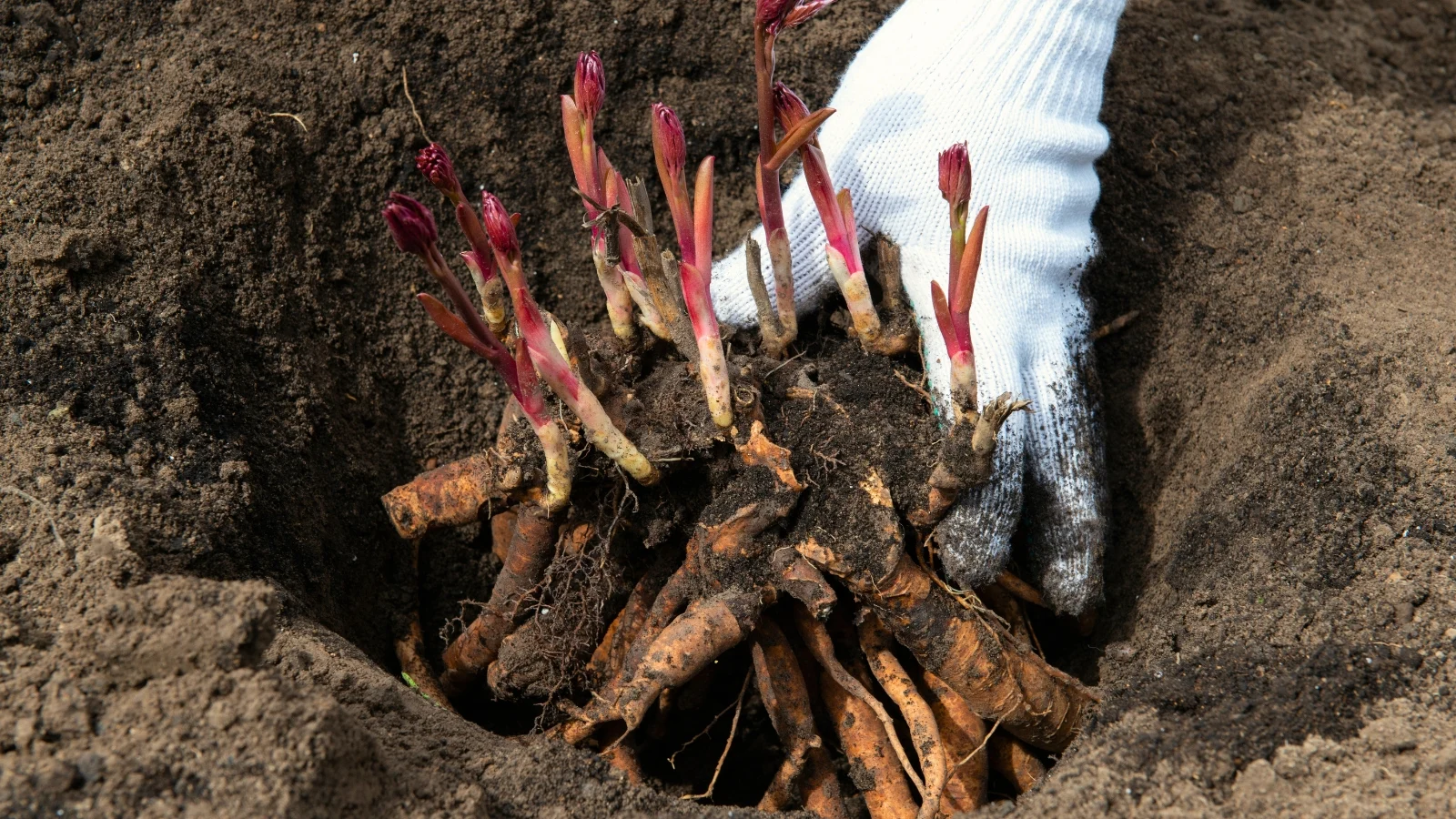 gardener in white glove plants sprouted peony rhizomes with thick roots and pink buds in loose soil in garden.