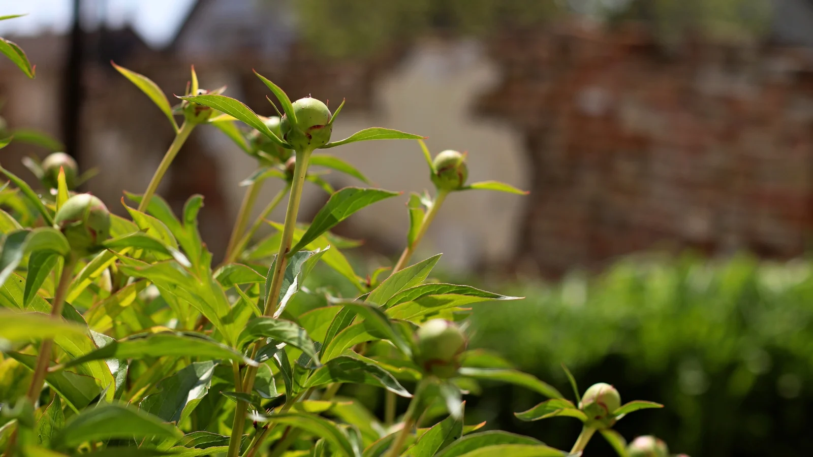 close-up of a flower bush with young rounded green buds rising above tall stems with lush dark green foliage.