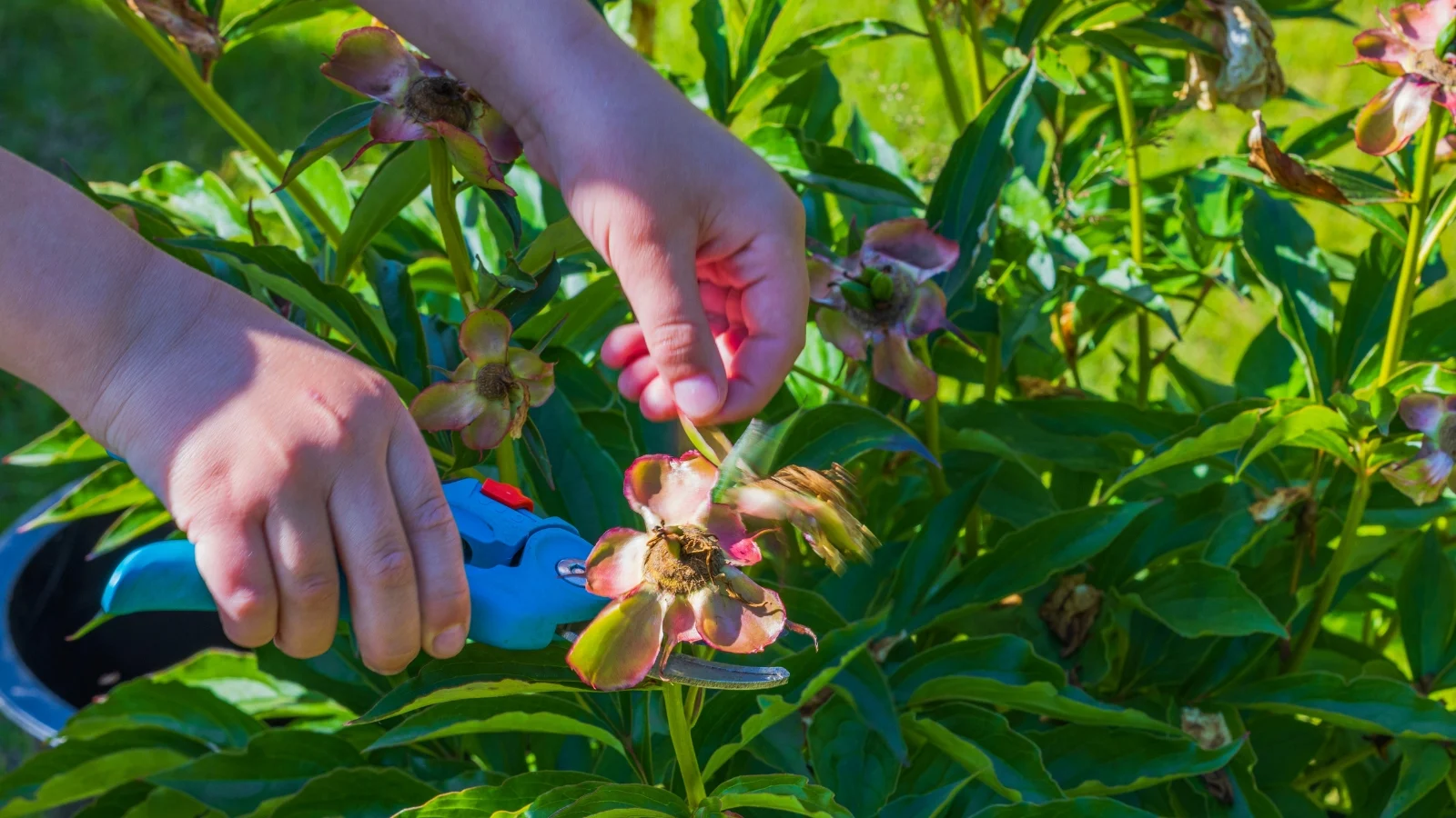 hands carefully pruning a spent flower with blue shears amidst abundant green foliage, illuminated by warm sunlight.