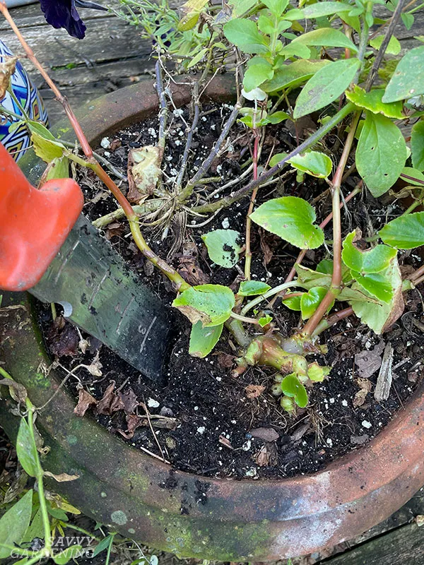 taking a planter apart at the end of the growing season
