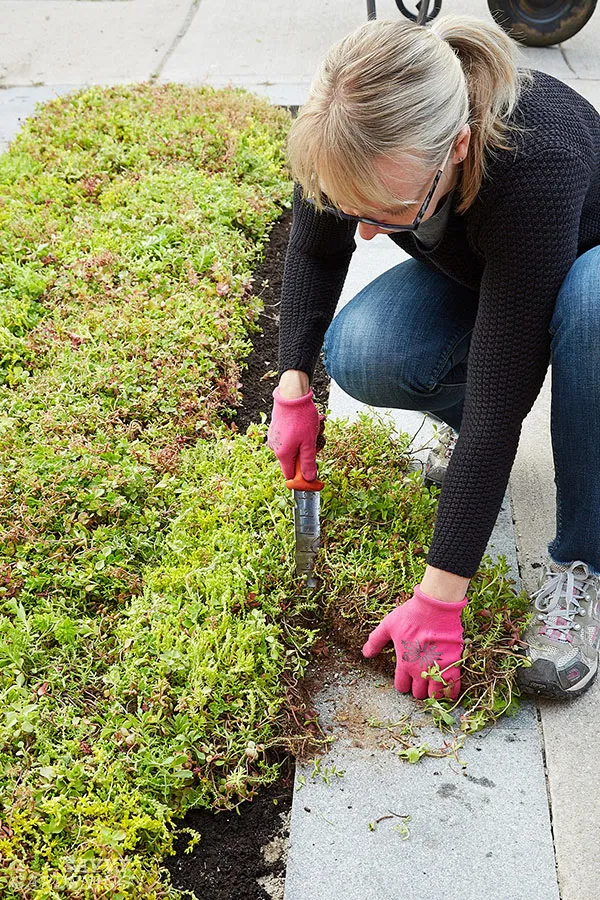 slicing a sedum mat with a knife