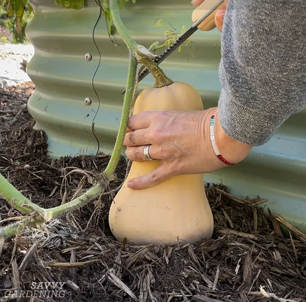 harvesting squash with a gardening knife
