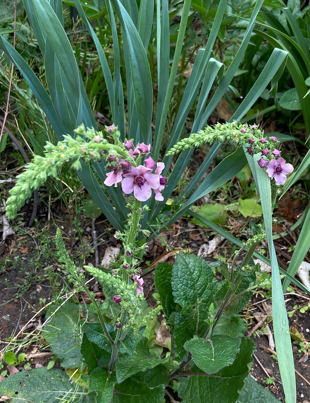 arching verbascum
