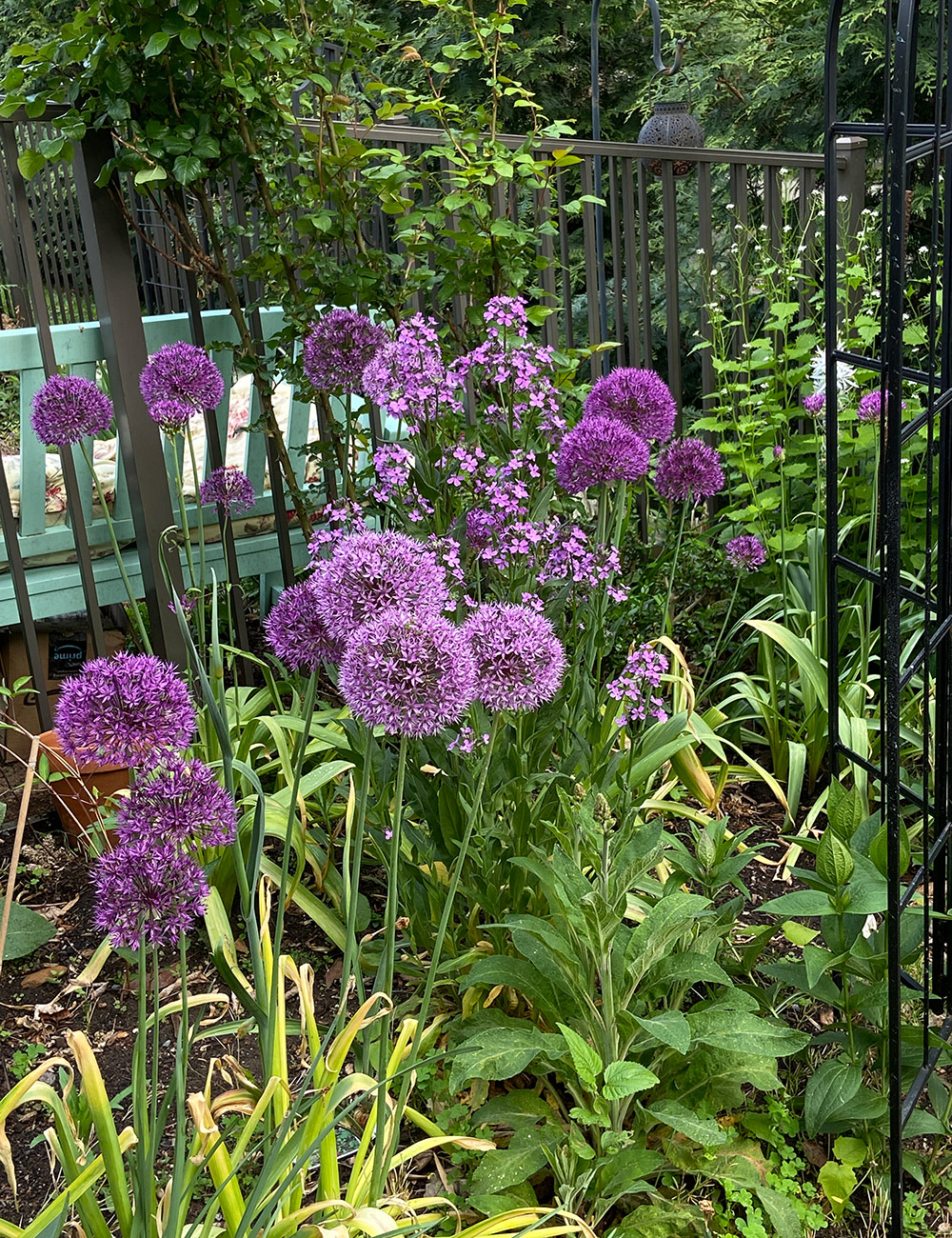 allium and dames rocket