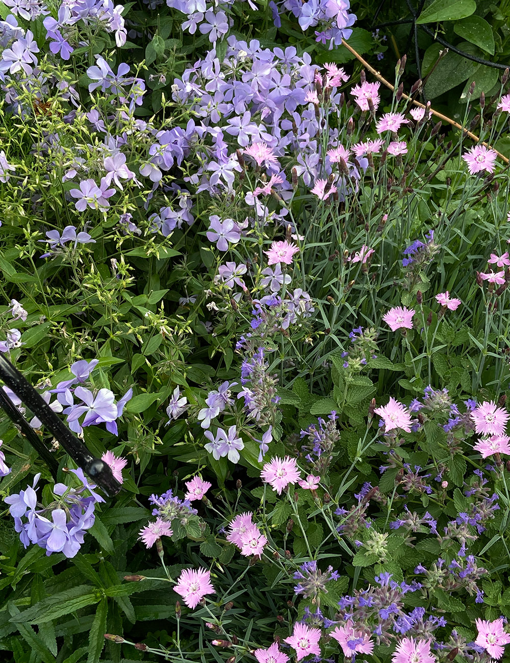 pinks and phlox