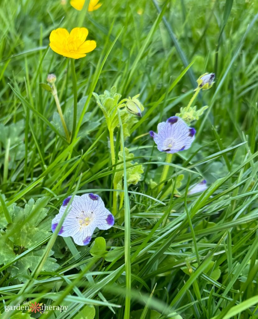 alternative lawn blend