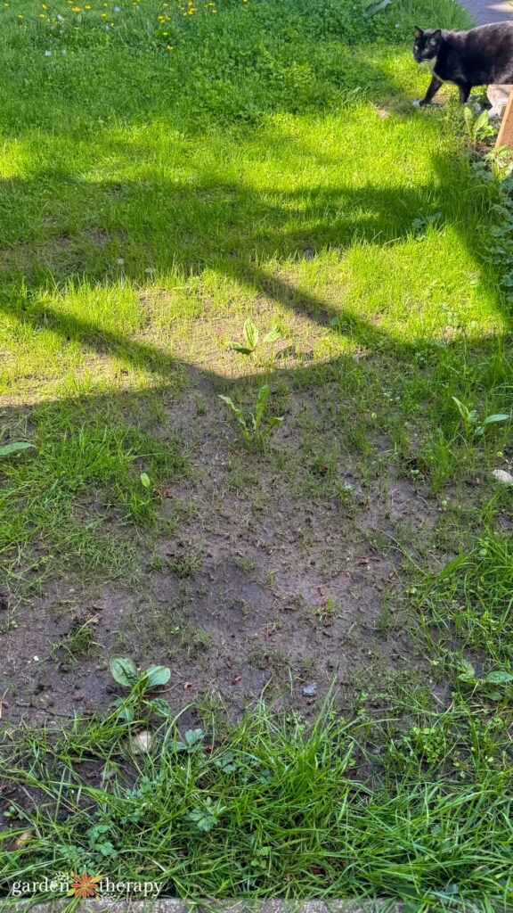 before planting eco lawn