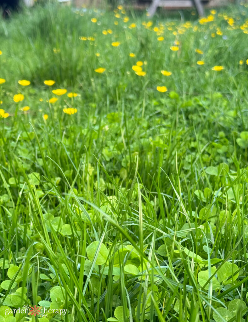 alternative lawn
