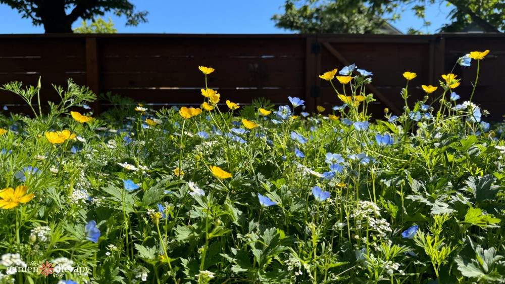 alternative lawn along fence