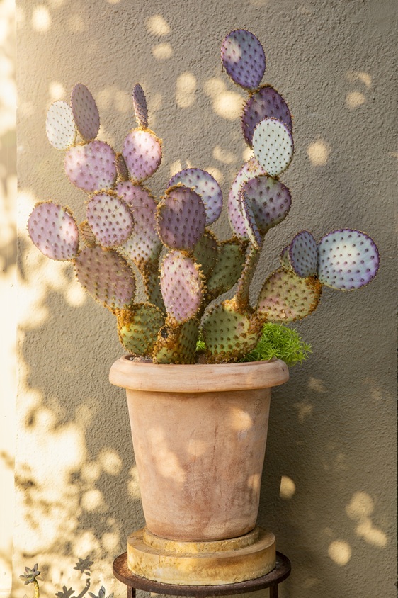 gardens texas gets