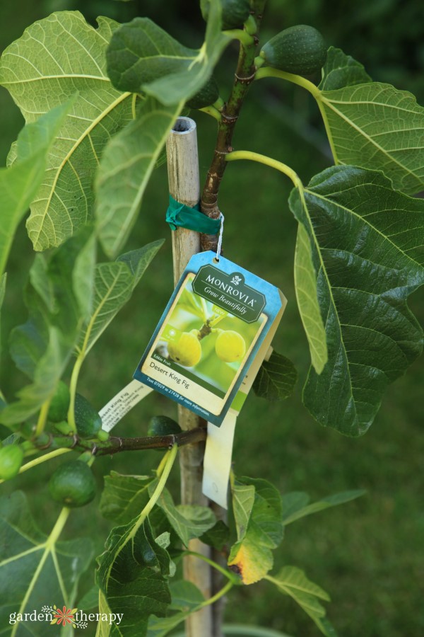 potted trees: the best container trees to grow in pots 1 dwarf fig plant