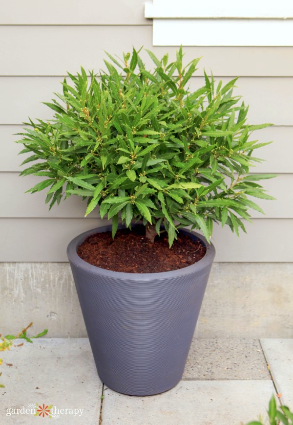 potted trees: the best container trees to grow in pots 4 growing a bay tree in a container