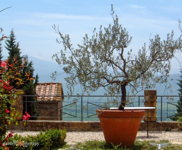 potted trees: the best container trees to grow in pots 2 olive tree grown in a container