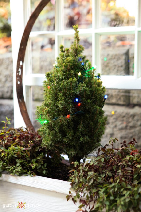 potted trees: the best container trees to grow in pots 5 dwarf conifers thrive in containers