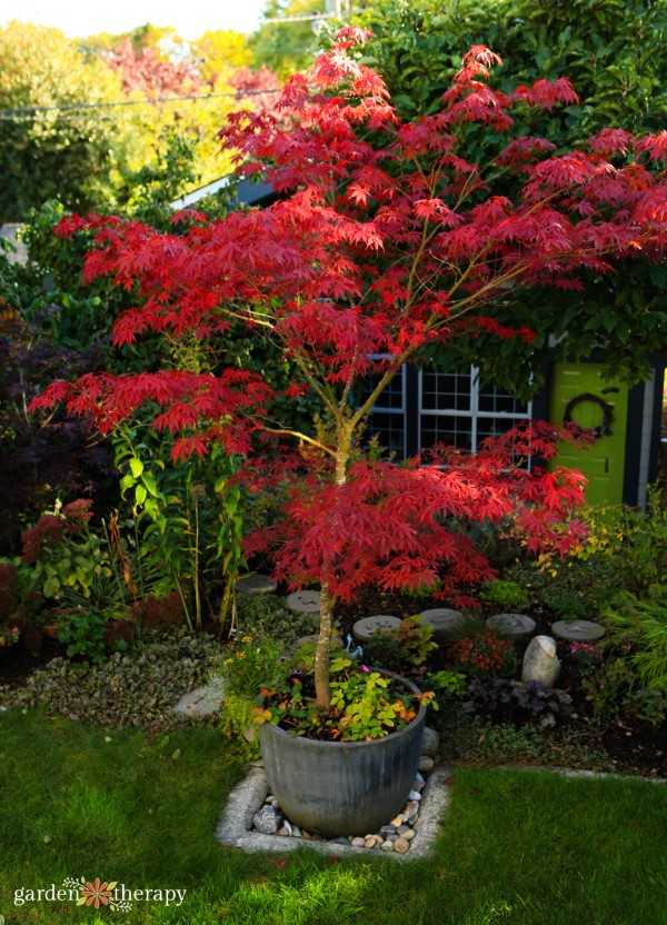 potted trees: the best container trees to grow in pots 3 japanese maple in a container