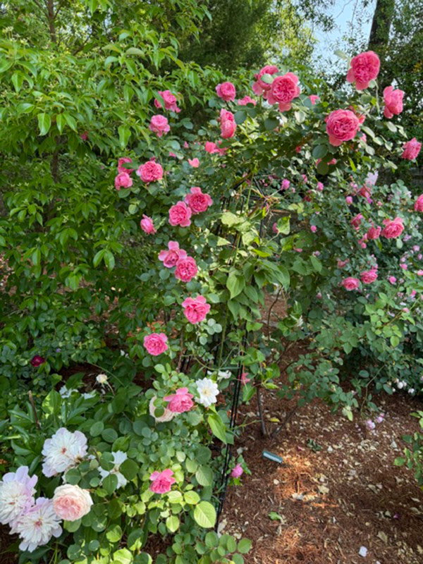 light pink roses