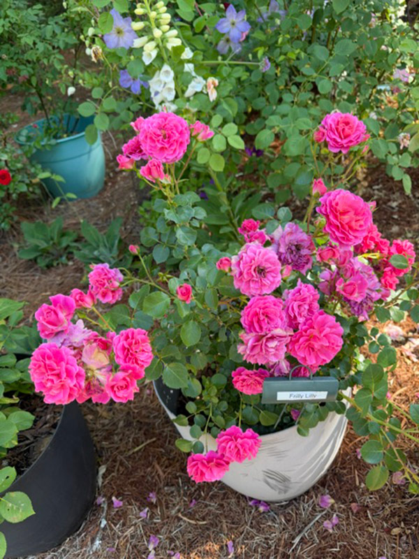 bright pink rose in a pot