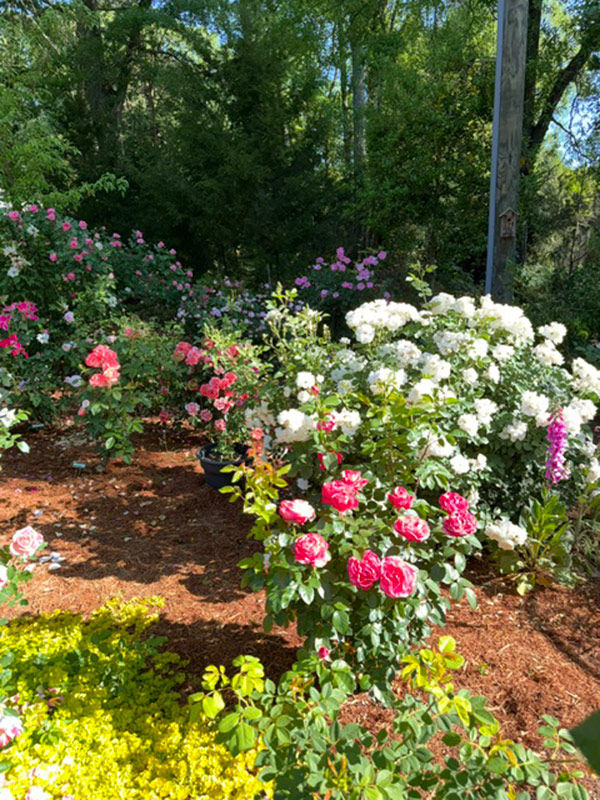 pink and white roses