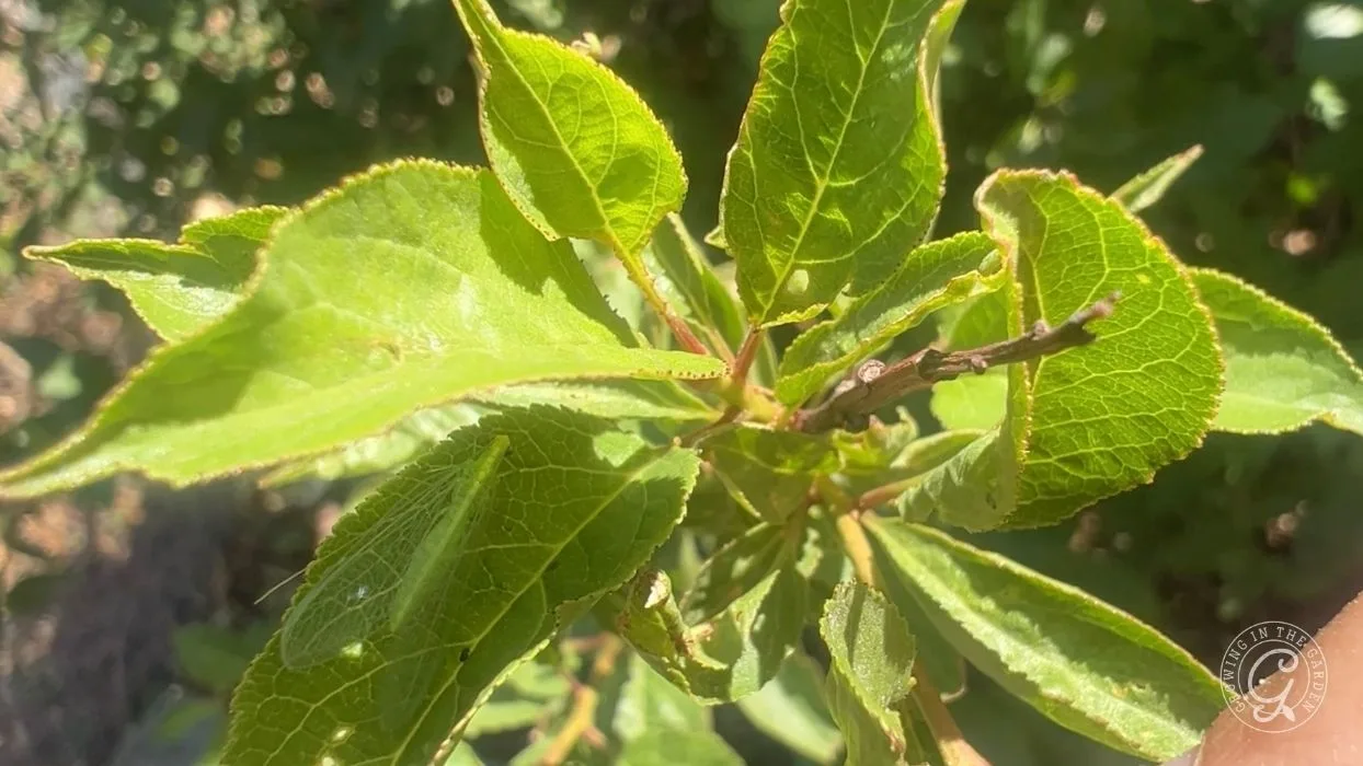 close-up of green leaves on a tree branch in bright sunlight, with a blurred background.