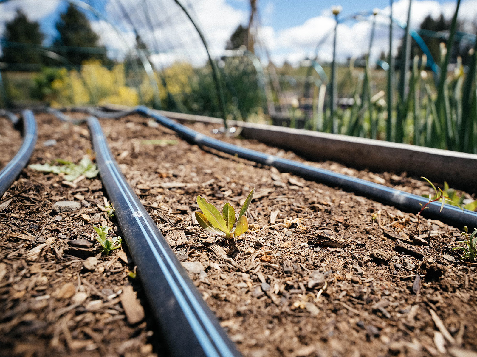 new weeds sprouting in an empty raised garden bed with drip irrigation lines