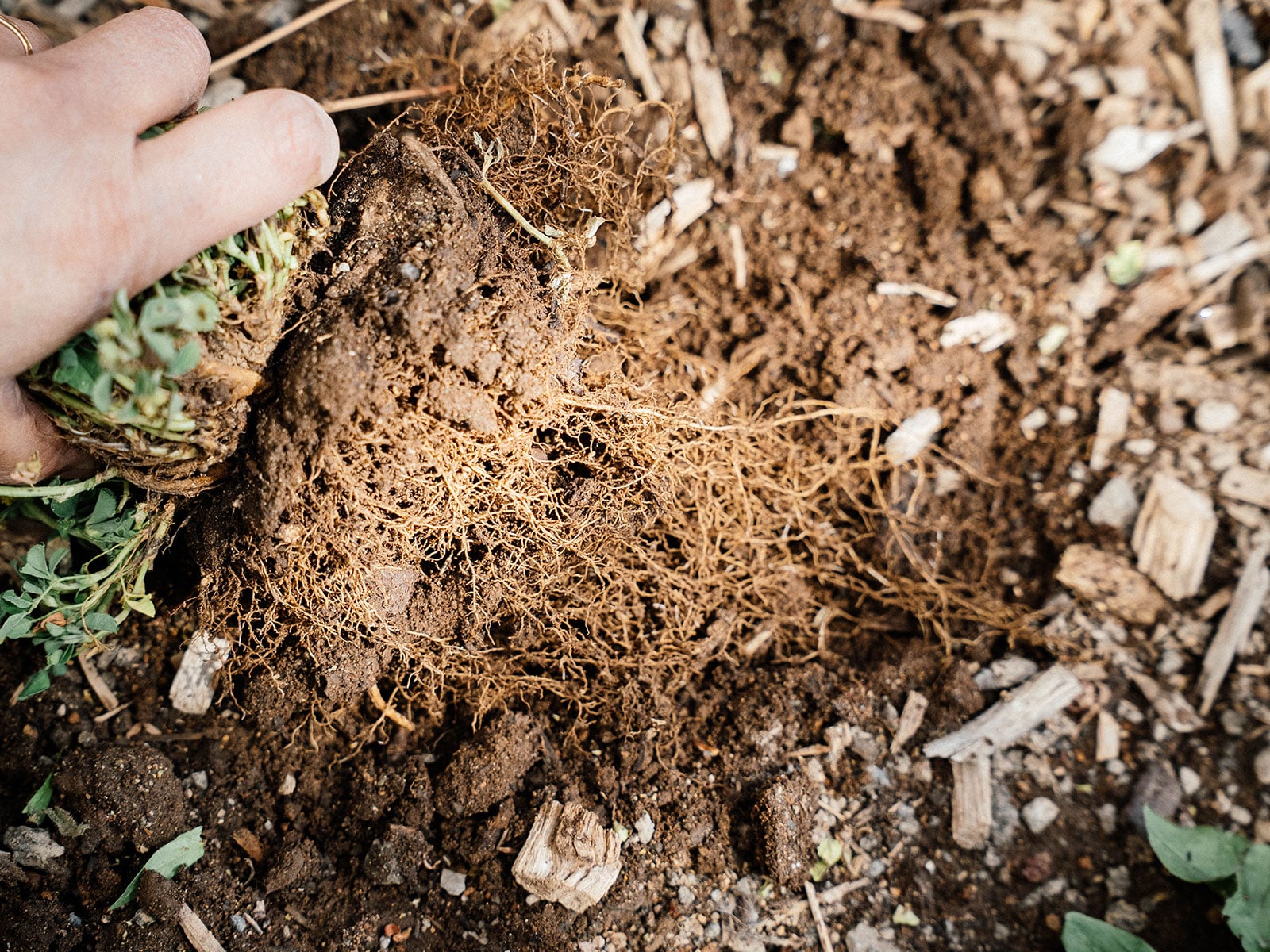 woman's hand holding a large weed pulled out of the ground