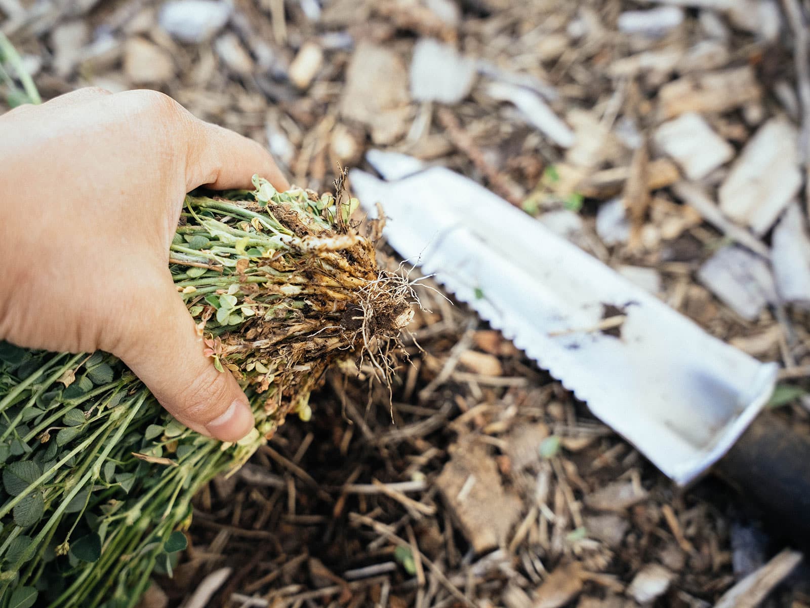 woman's hand holding a cluster of weeds cut below the crown