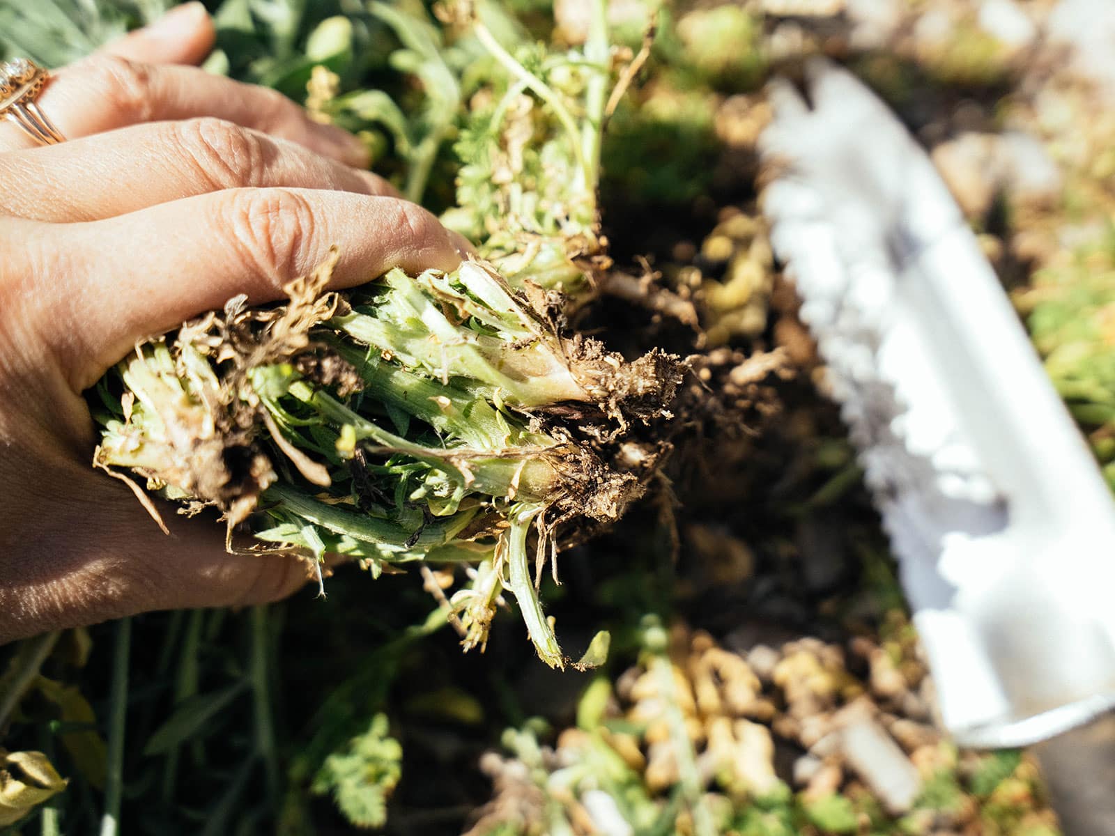 woman's hand holding a garden weed cut below the crown