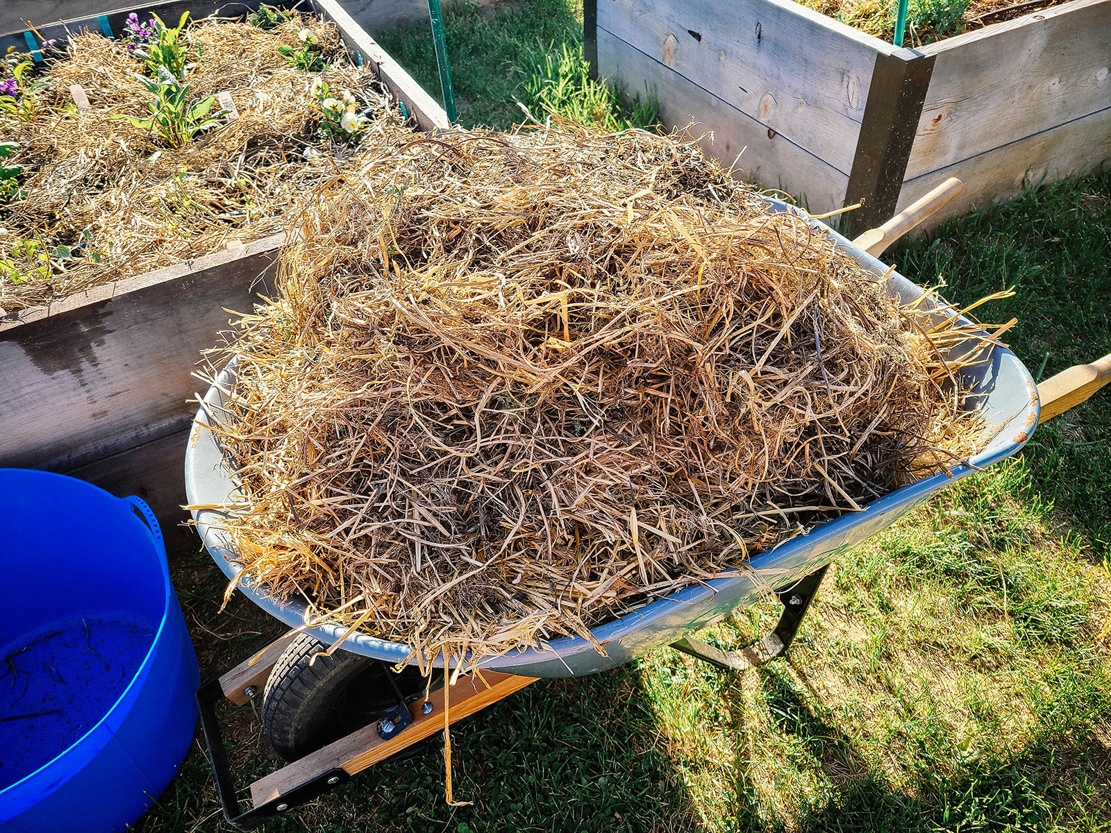 wheelbarrow holding a mound of straw mulch next to a mulched raised bed