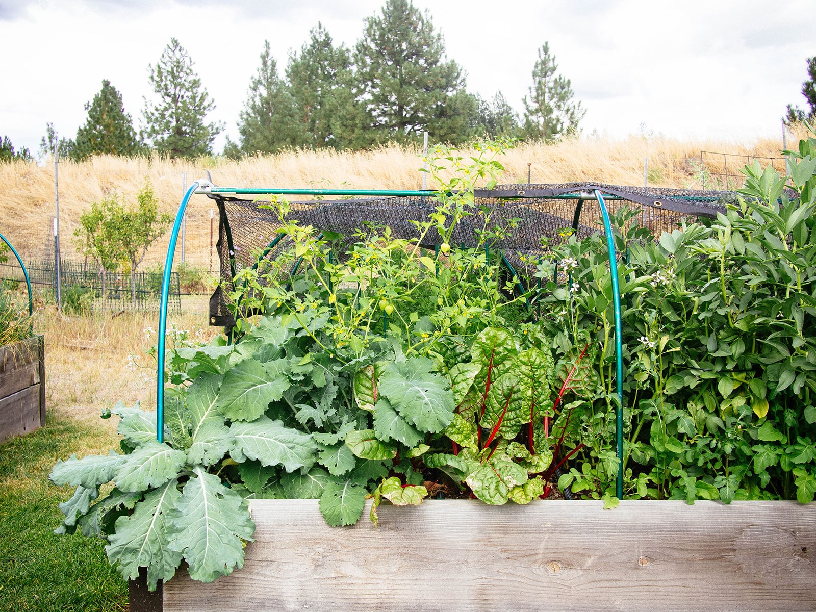 densely planted raised garden bed with collard greens, chard, fava beans, tomatillo, and arugula