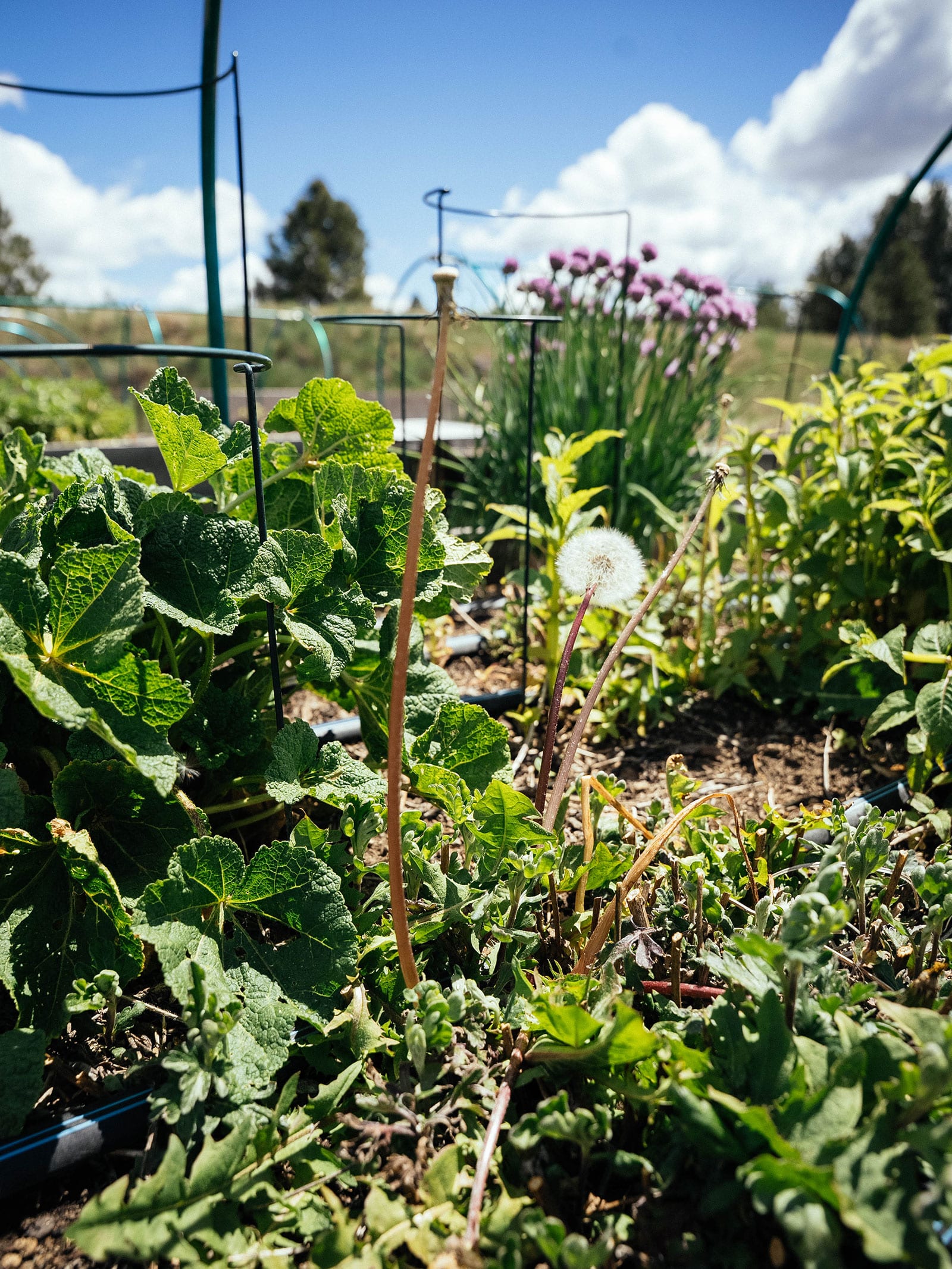 flower bed with a dandelion weed gone to seed