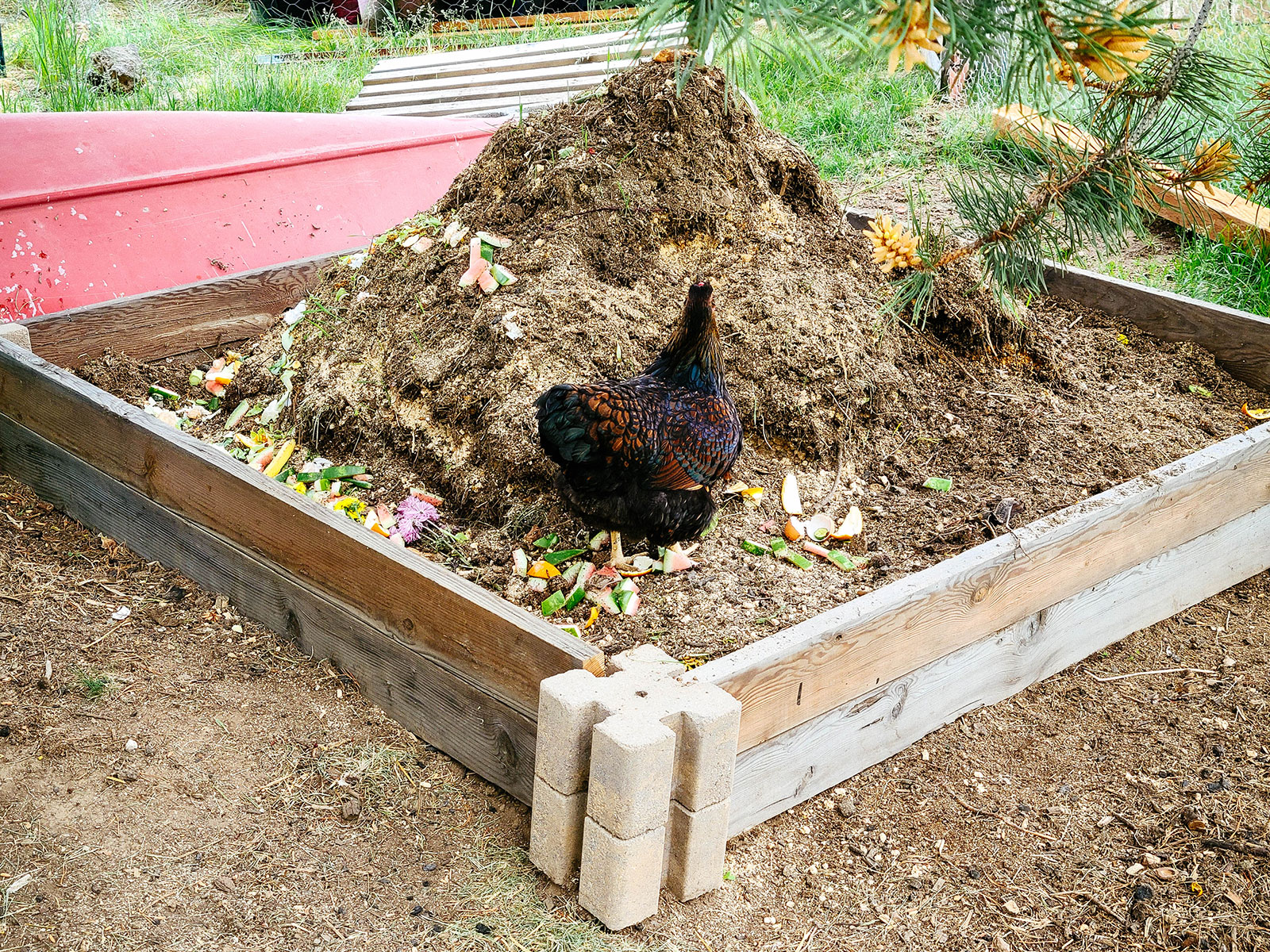 a brown speckled chicken standing on an open compost pile