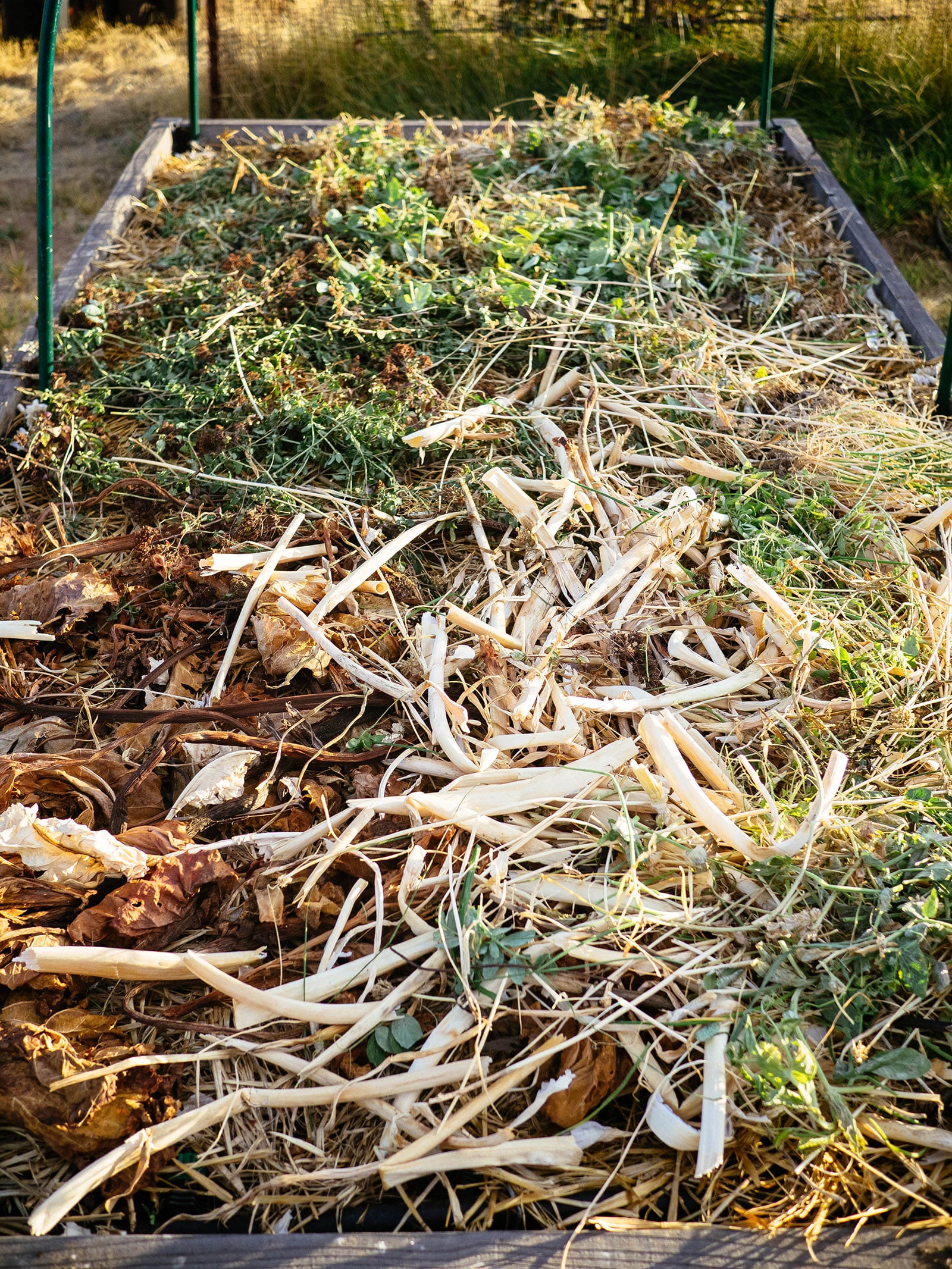 raised garden bed covered with old stems, dried leaves, and other yard debris