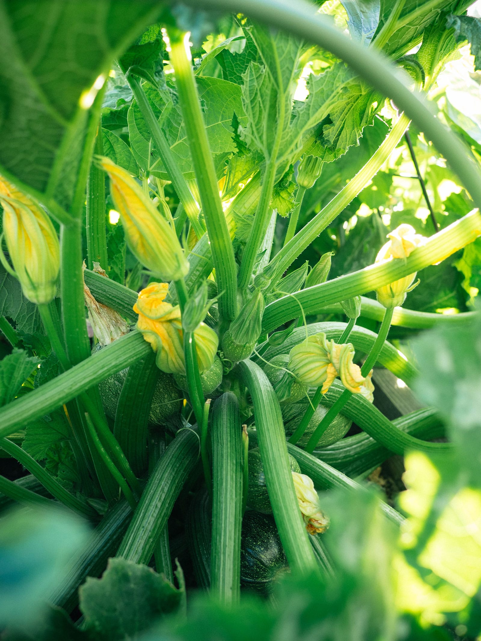 a large zucchini plant with many leaves, flowers, and fruit
