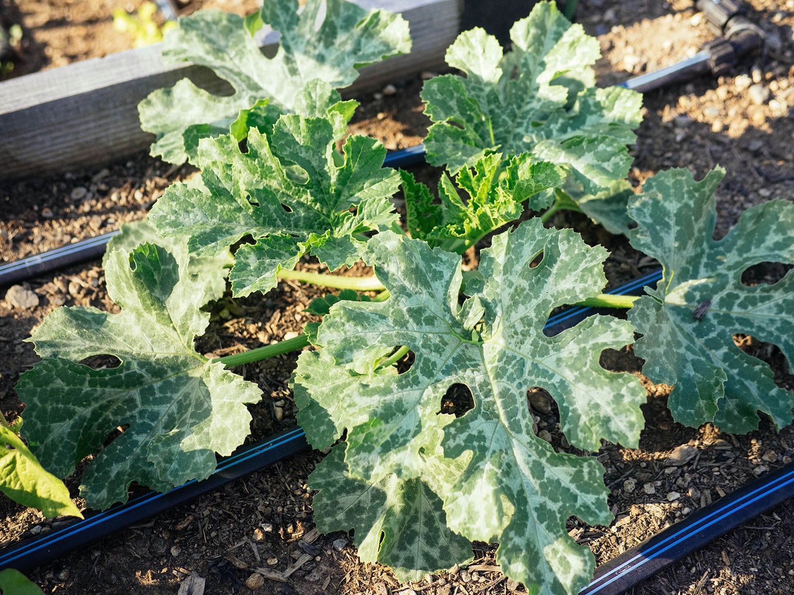 young variegated zucchini plant in a raised bed with drip irrigation