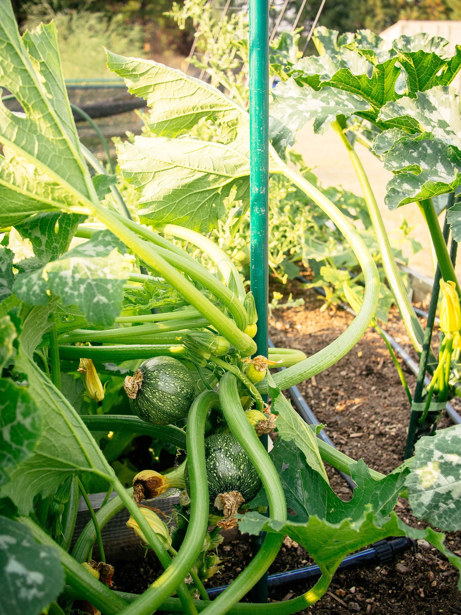 mature eightball zucchini plant supported with a green emt conduit stake