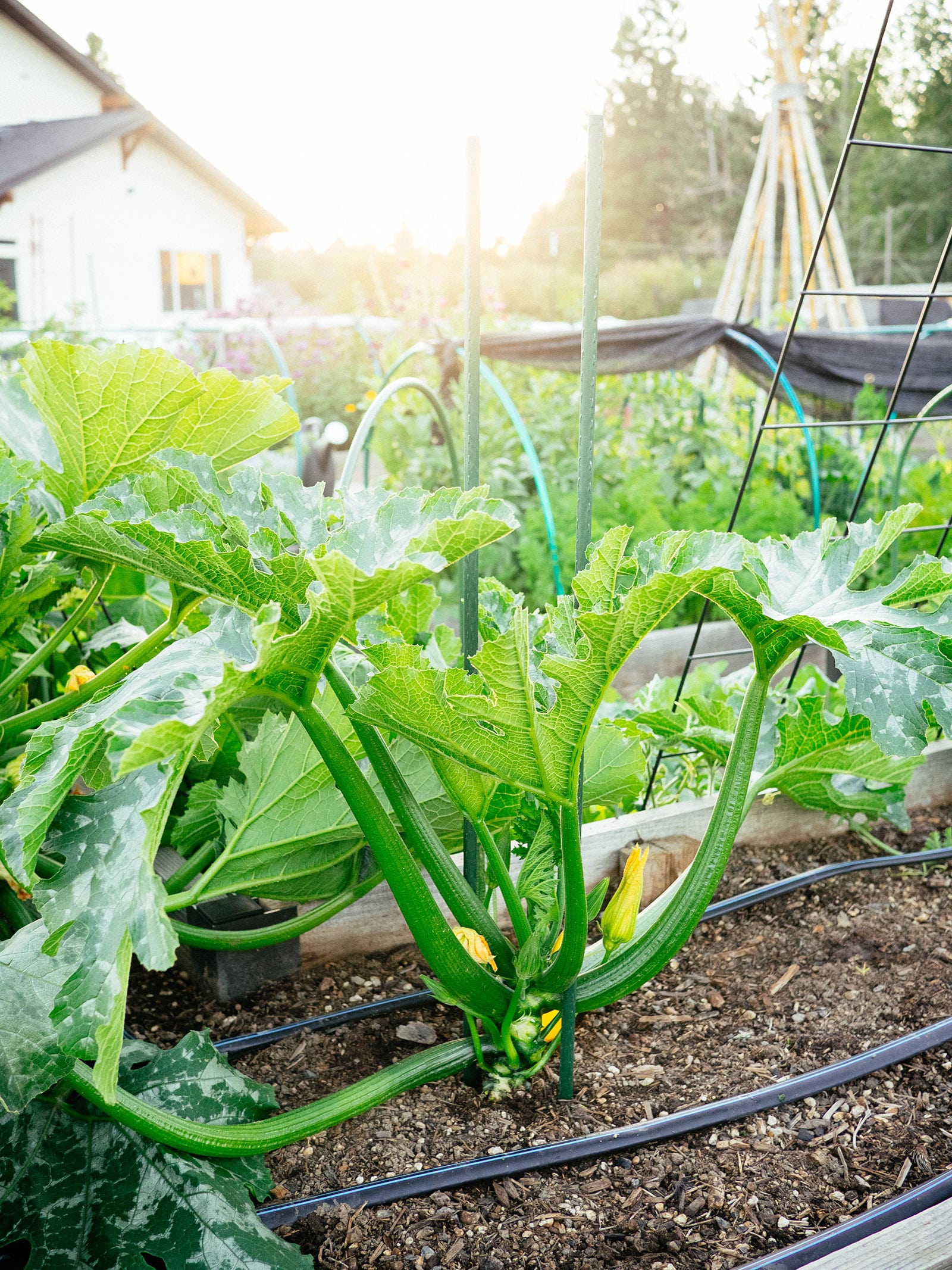 small zucchini plant supported with two metal garden stakes in a raised bed