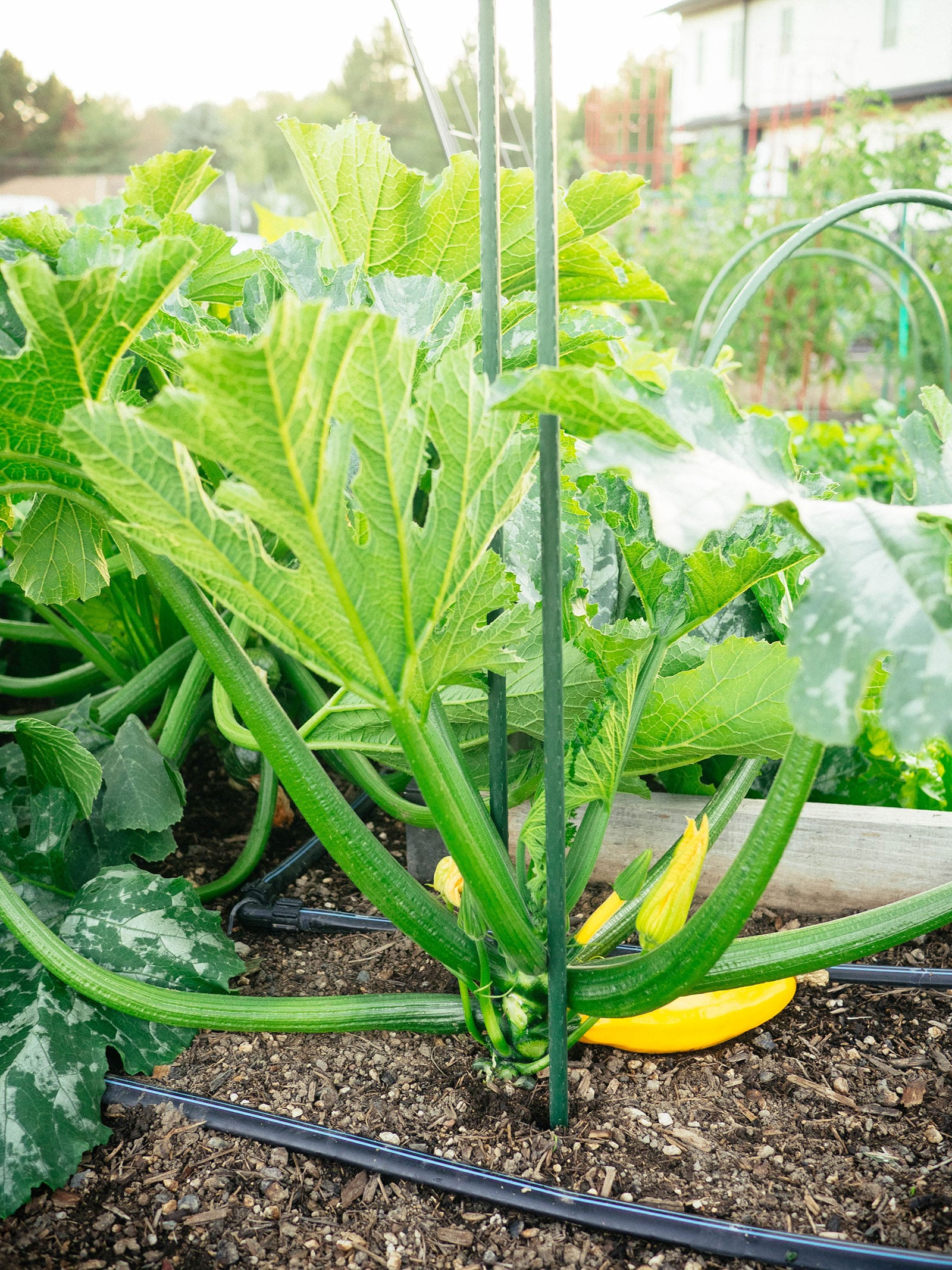 small yellow zucchini plant supported with two metal stakes in a garden