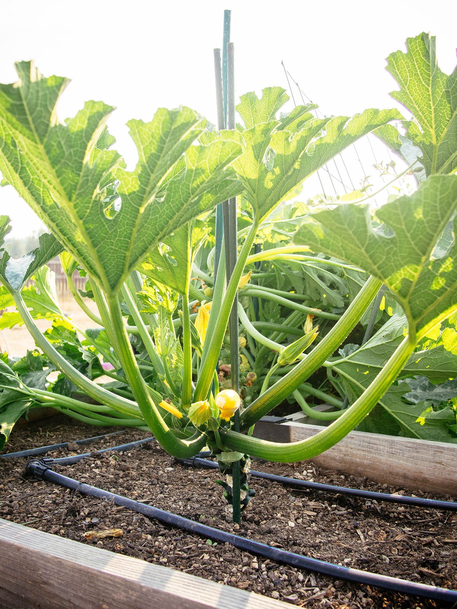 mature zucchini plant pruned of lower leaves and supported by stakes