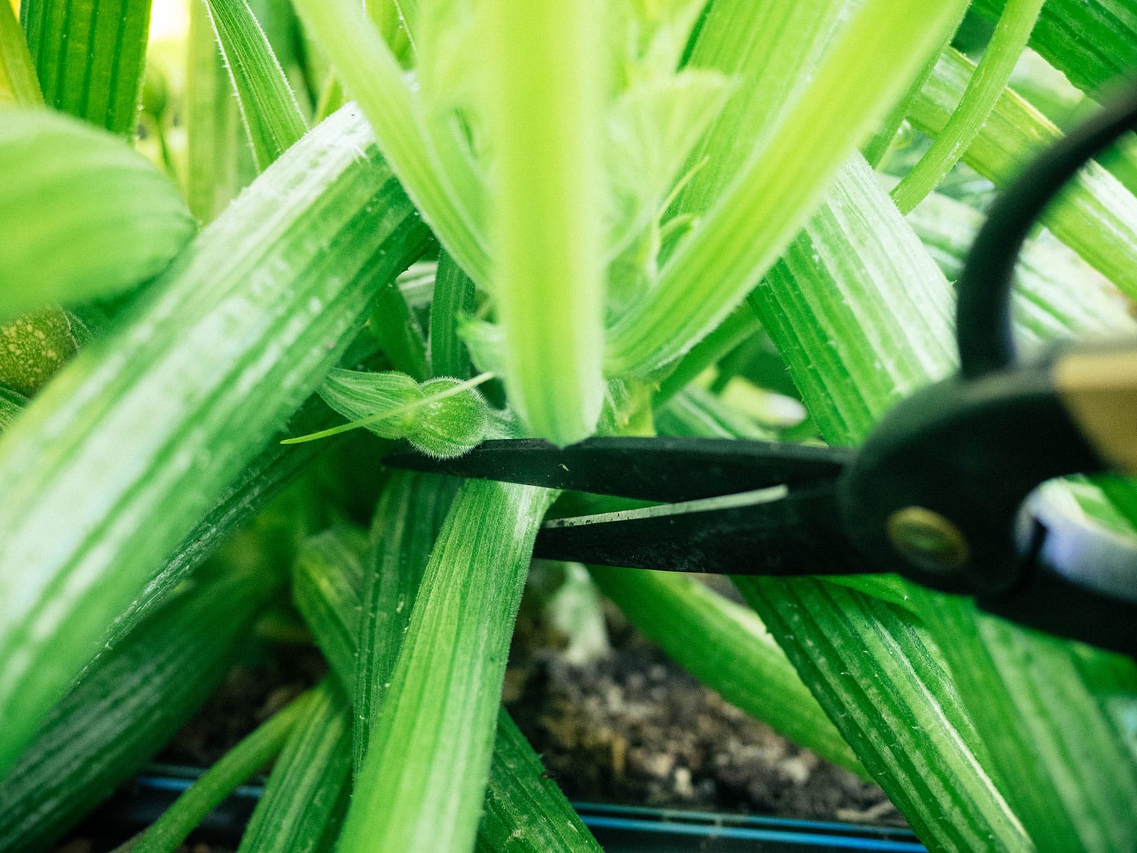scissors about to cut a zucchini leaf stem
