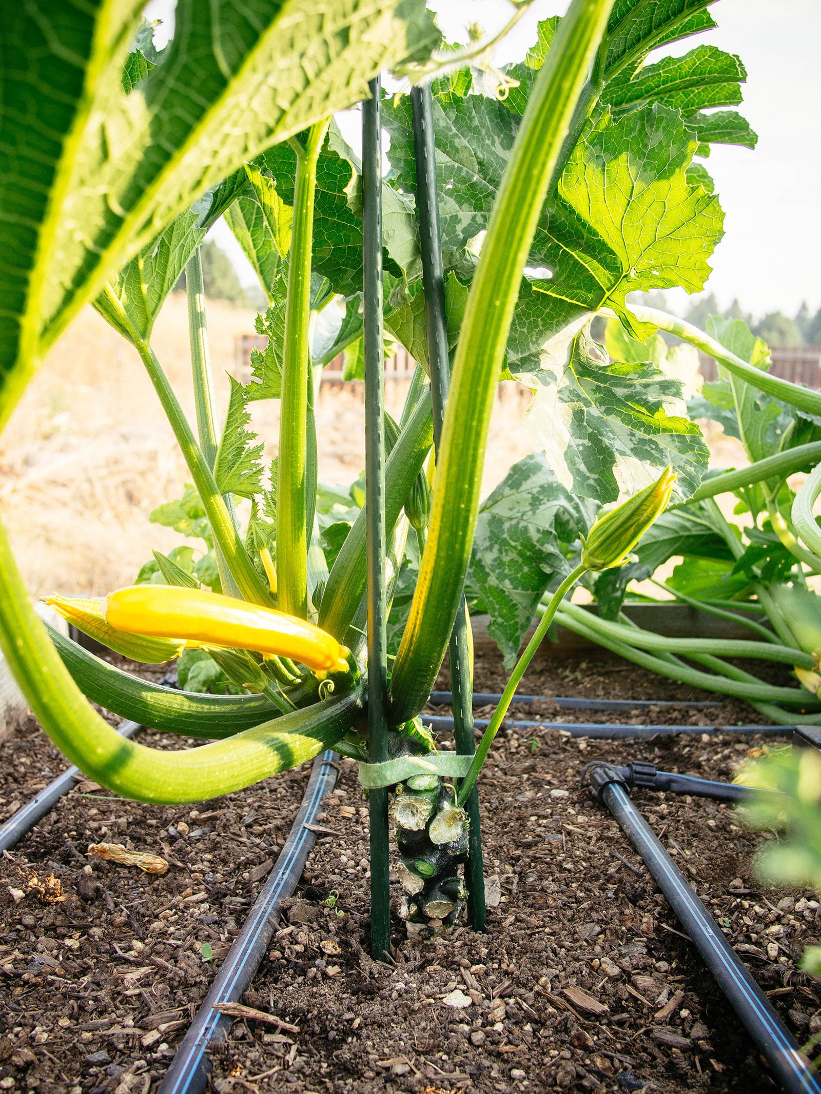 mature yellow zucchini plant with its main stem pruned and supported with two garden stakes