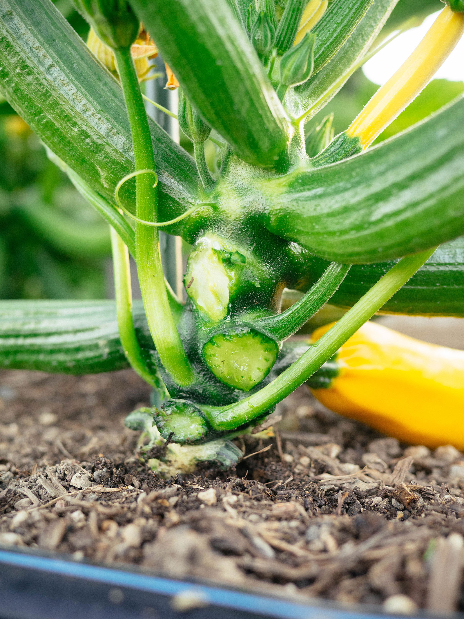 close-up of zucchini stem with lowest leaves removed