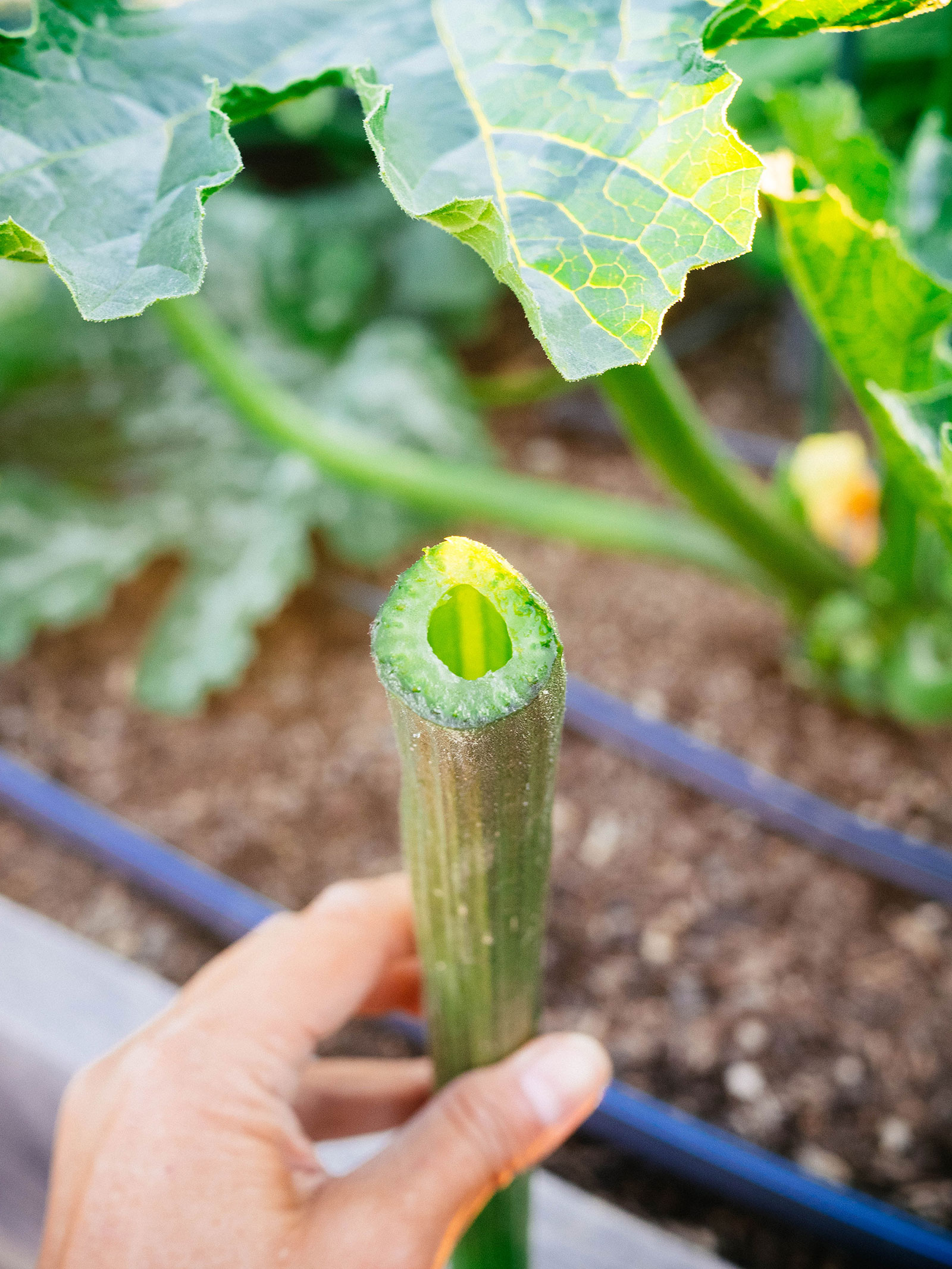 hand holding a hollow zucchini leaf stem