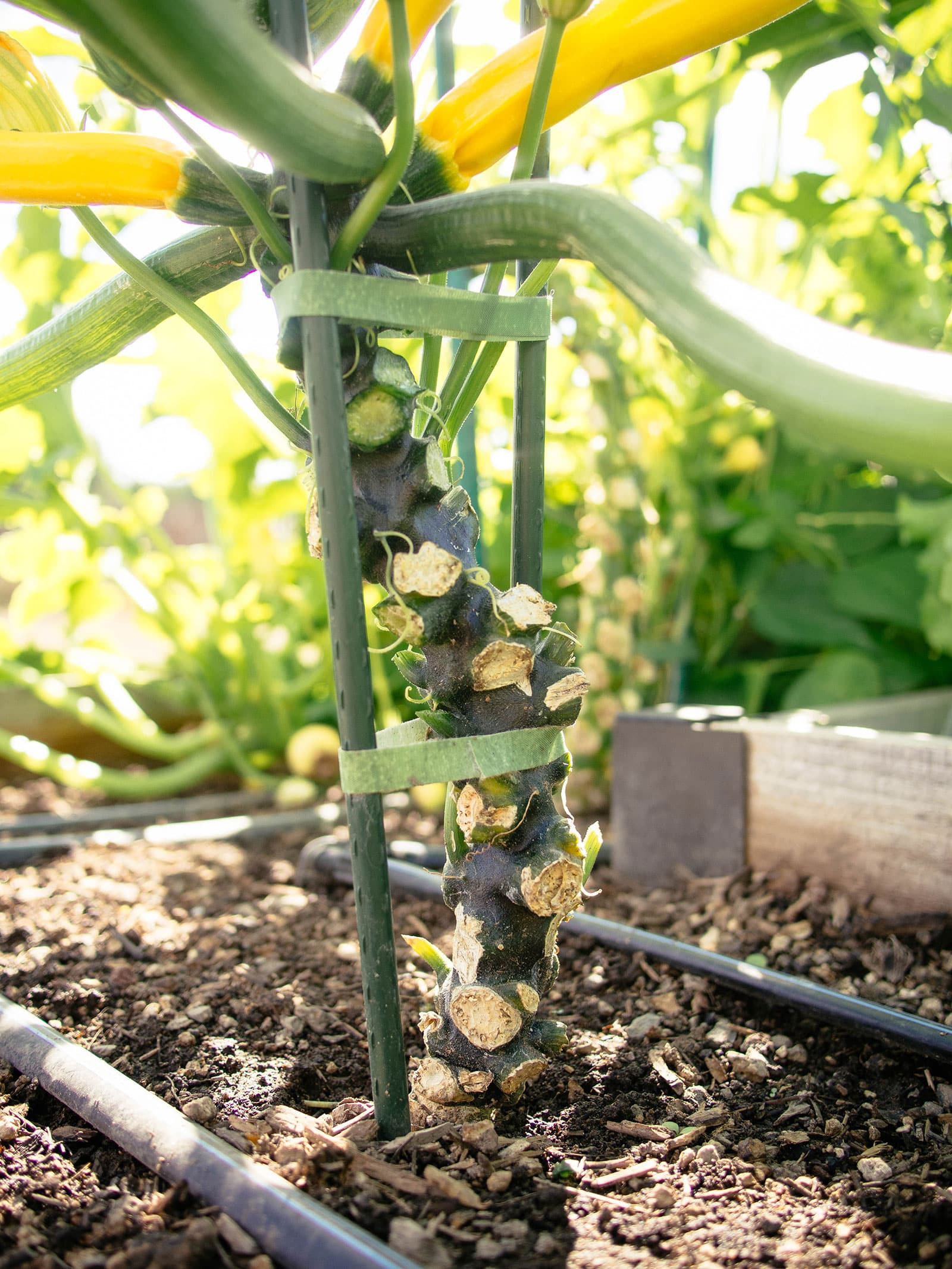 mature zucchini stem growing vertically between two garden stakes with lowest leaves removed