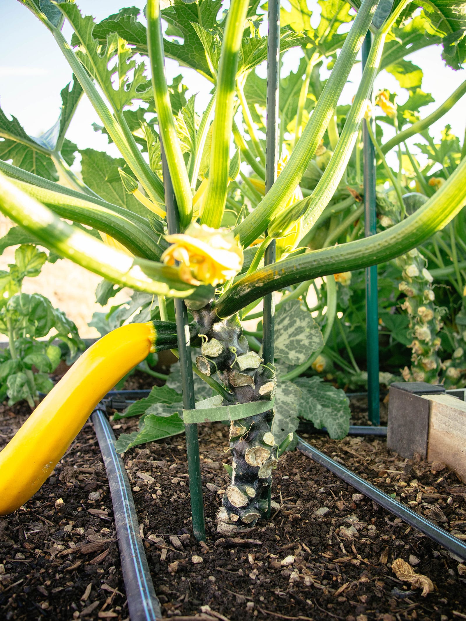 mature yellow zucchini plant pruned and supported by two metal garden stakes