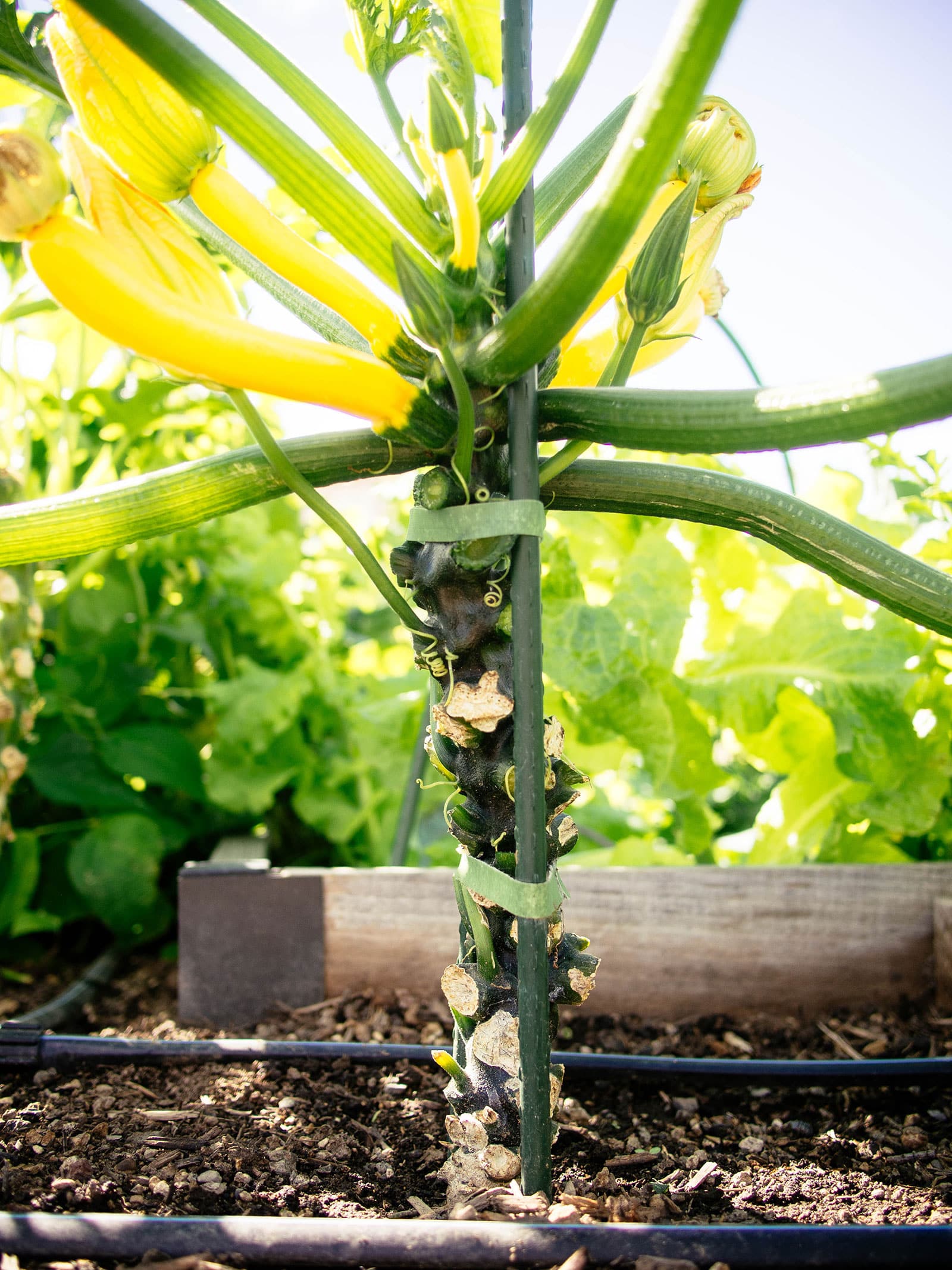 mature zucchini stem staked and pruned of its lowest leaves
