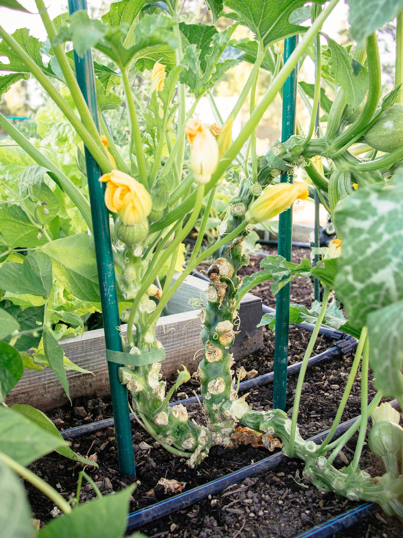 mature and heavily pruned multi-stemmed zucchini plant supported by two emt conduit stakes