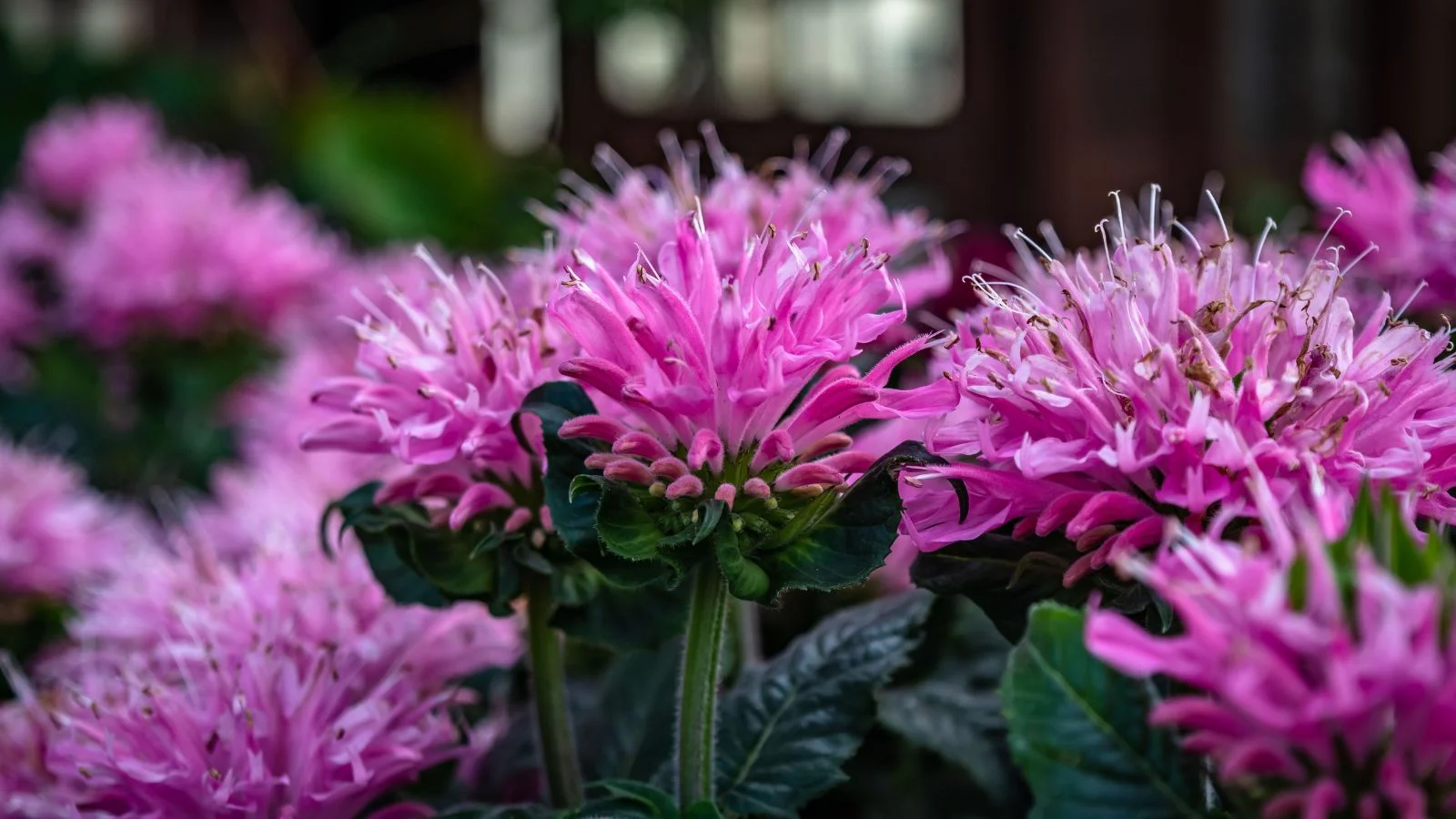 a close-up shot of a composition of vibrant colored spiky blooms, of the bee balm, sitting atop dark green stems outdoors