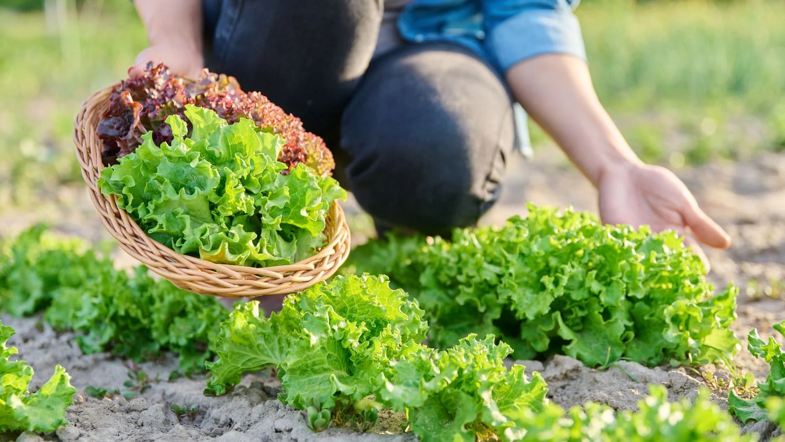 a close-up shot of a person in the process of picking fresh green leafy crops, showcasing how to harvest lettuce
