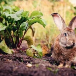 Rabbits in the Garden: How to Protect Your Crops Without Cruelty
