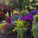 How to Grow a Perennial Garden in Pots and Containers